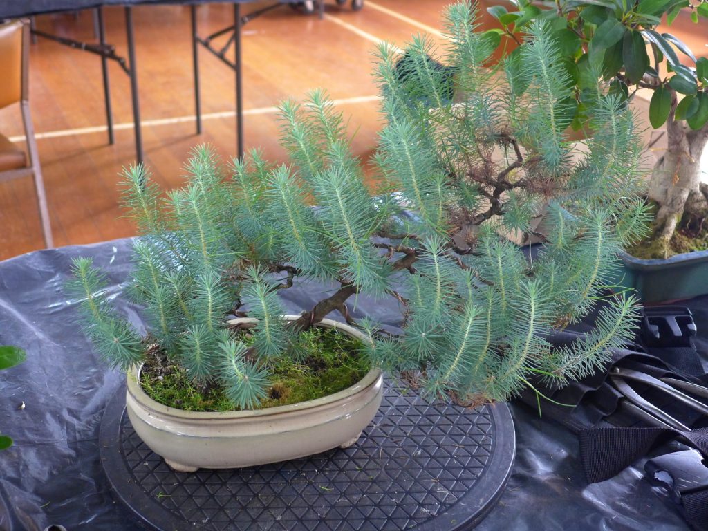 Stone Pine