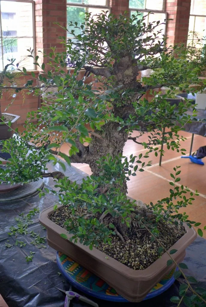 Chinese Elm