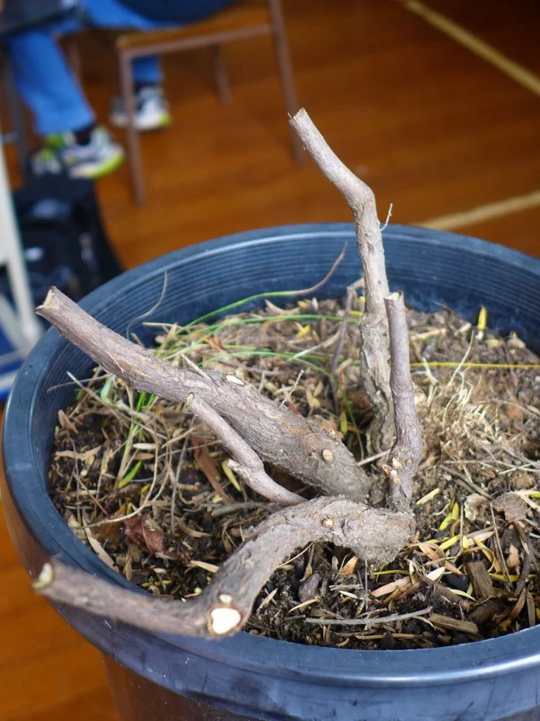 Cassinia - major encouragement for back budding!