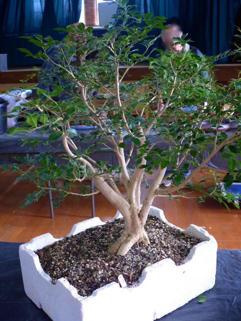 Murraya - before