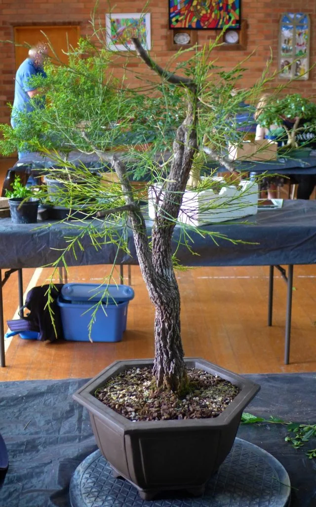 Native oak - recovering well.