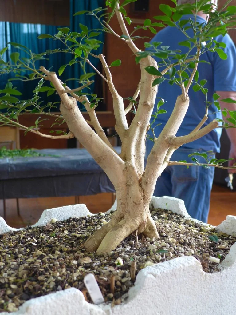 Murraya - after. Maybe remove LH branch?