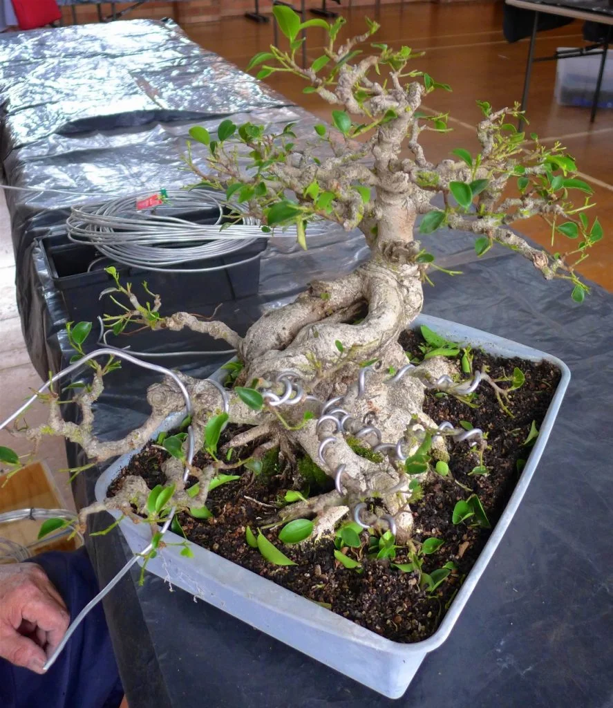 Fig