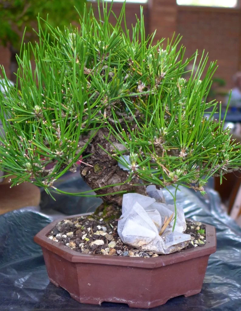 Black Pine