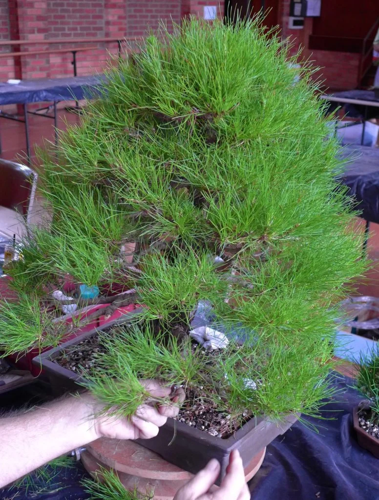 Pinus radiata