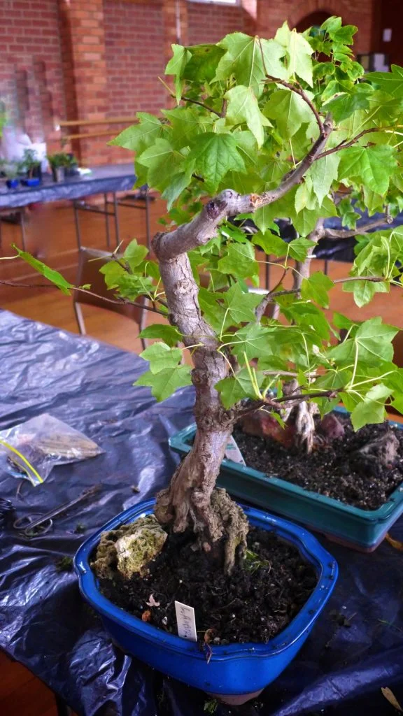 Liquidamber