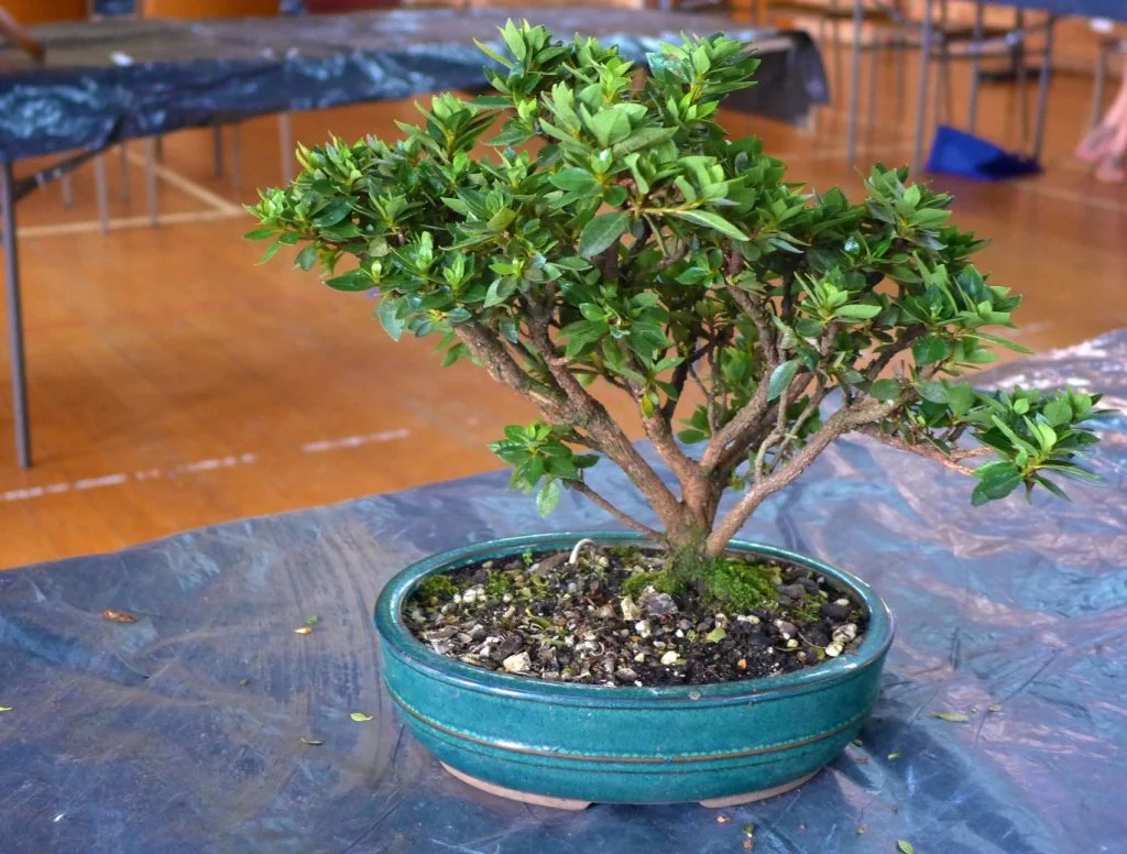 Azalea