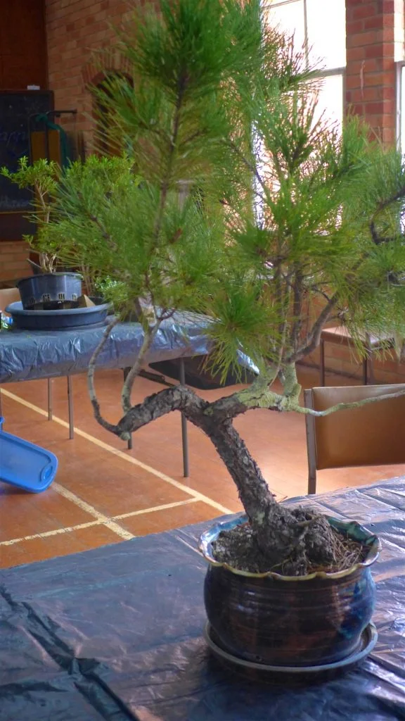 Pine variety in need of work.