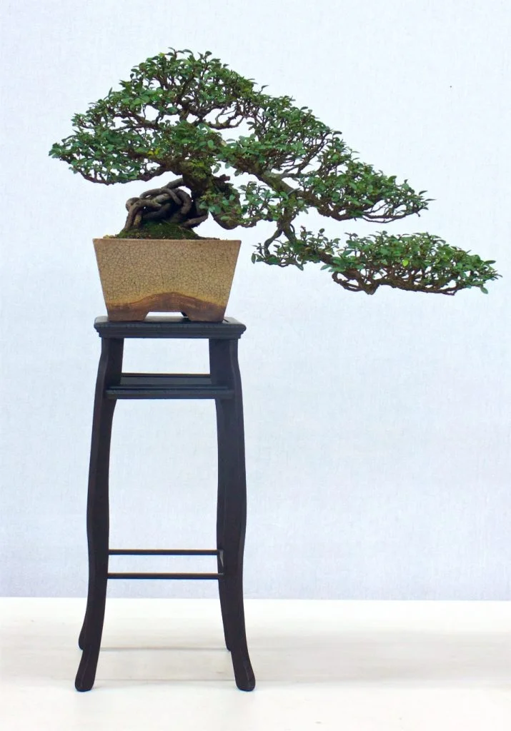 Chinese Elm