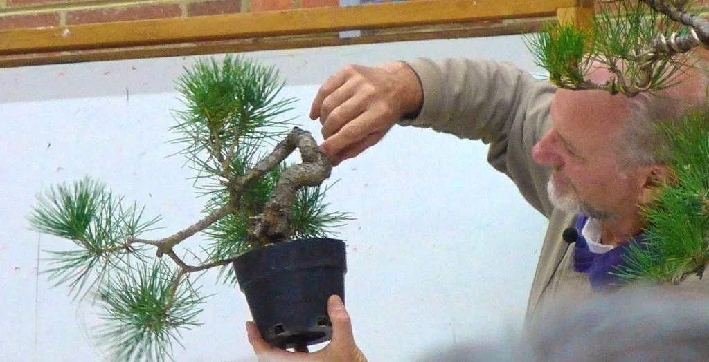 Michael reviewing carving options for this pine.