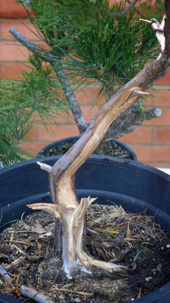 Shari and jin development on a juniper.