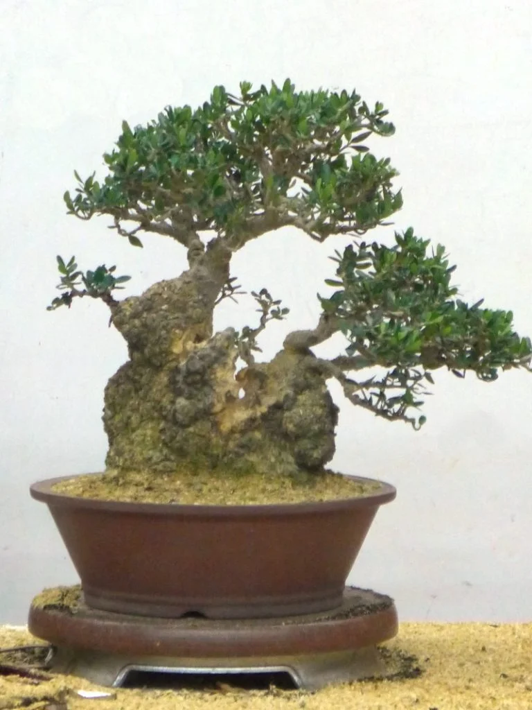 Olive front after initial deadwood removal.