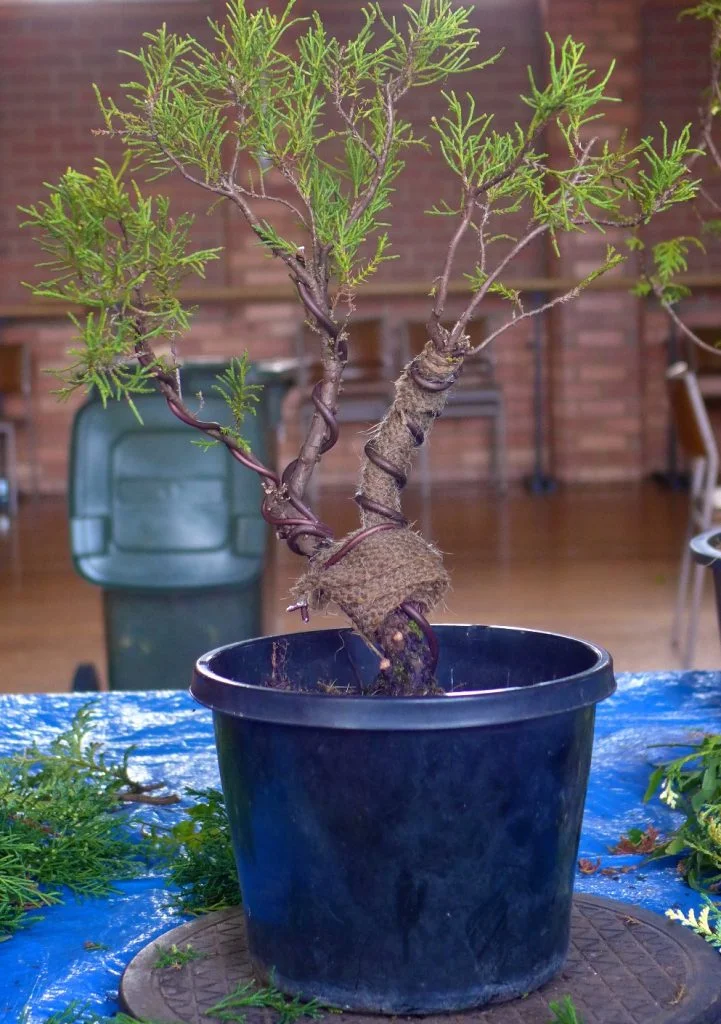 Juniper - after adjustments.