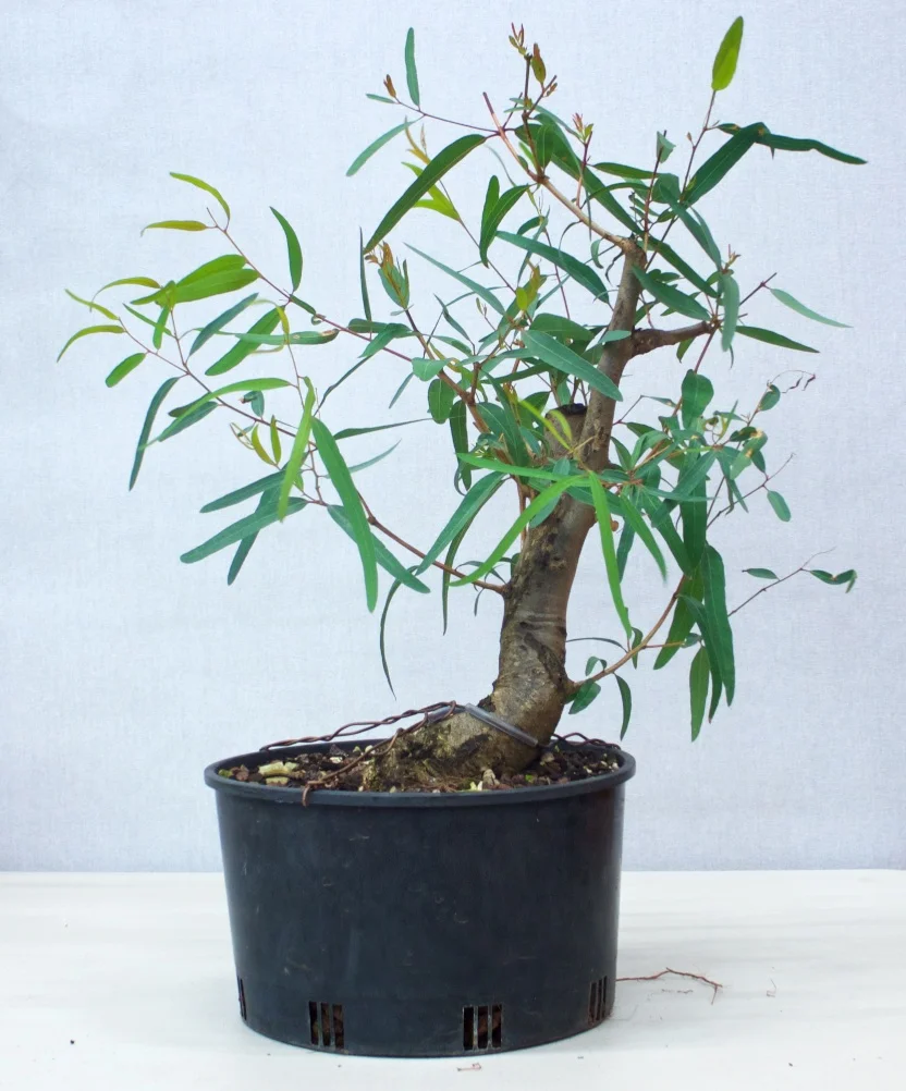 Eucalyptus Yamadori