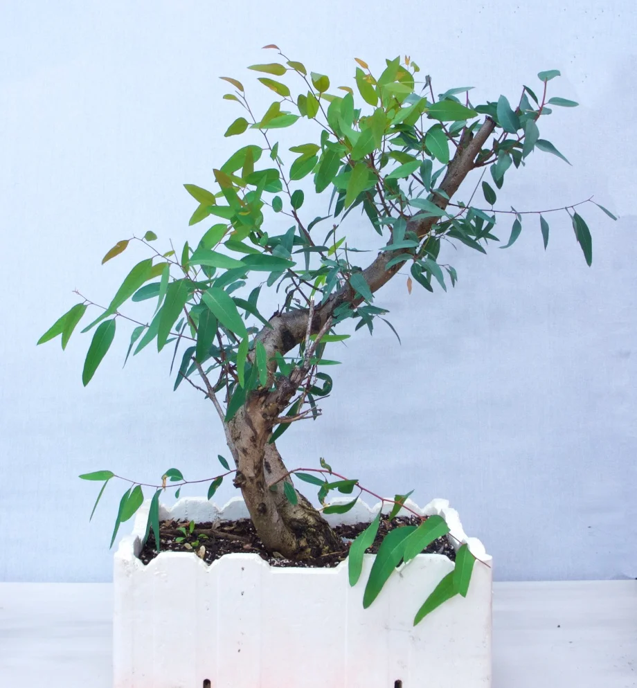 Eucalyptus Yamadori