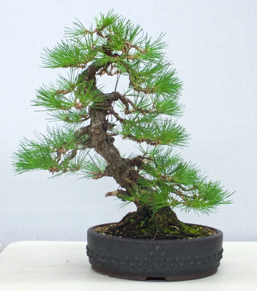 April Club Meeting Yamadori — Bonsai Society of Victoria