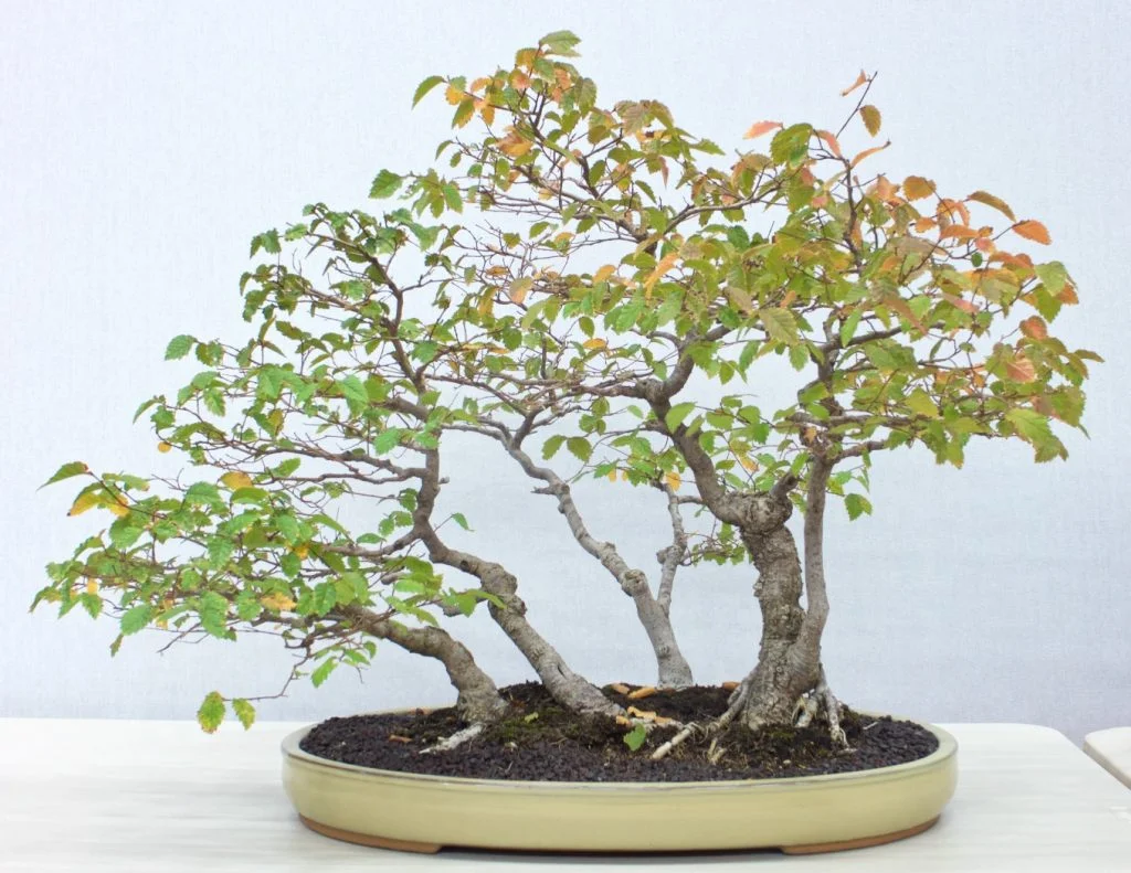 English Elm Group