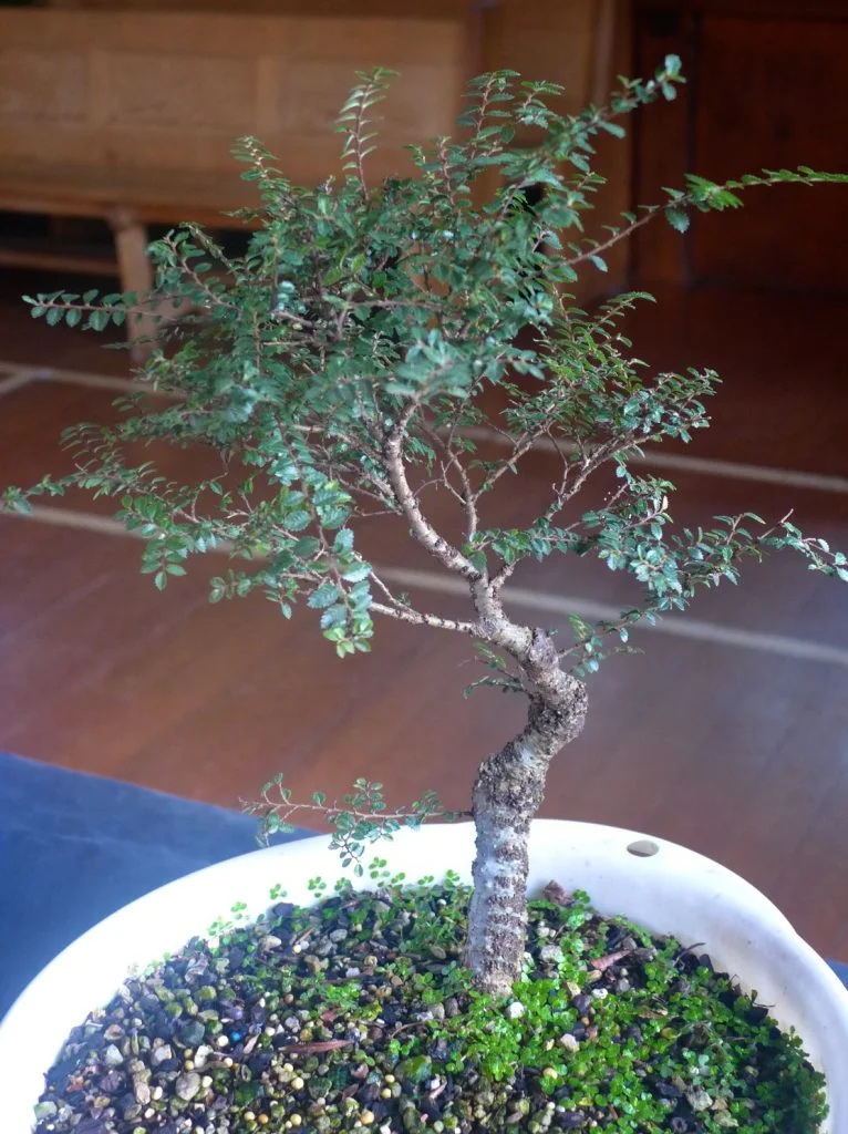 Chinese Elm - "Seiju"