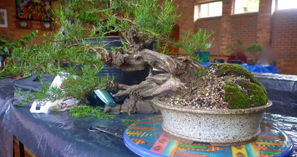 Kunzea variety.