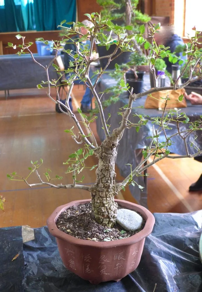 Desert Ash.