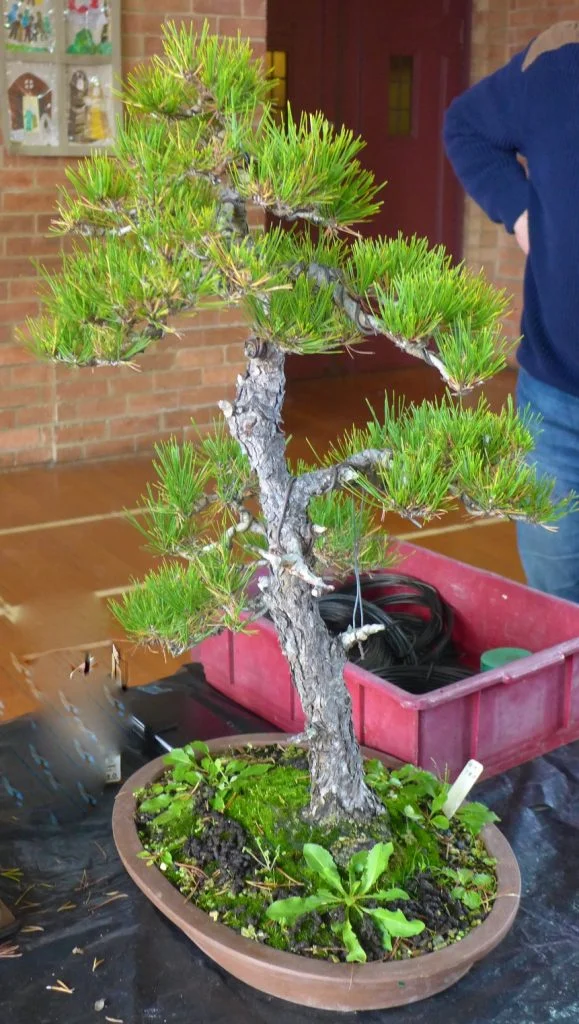 Pine
