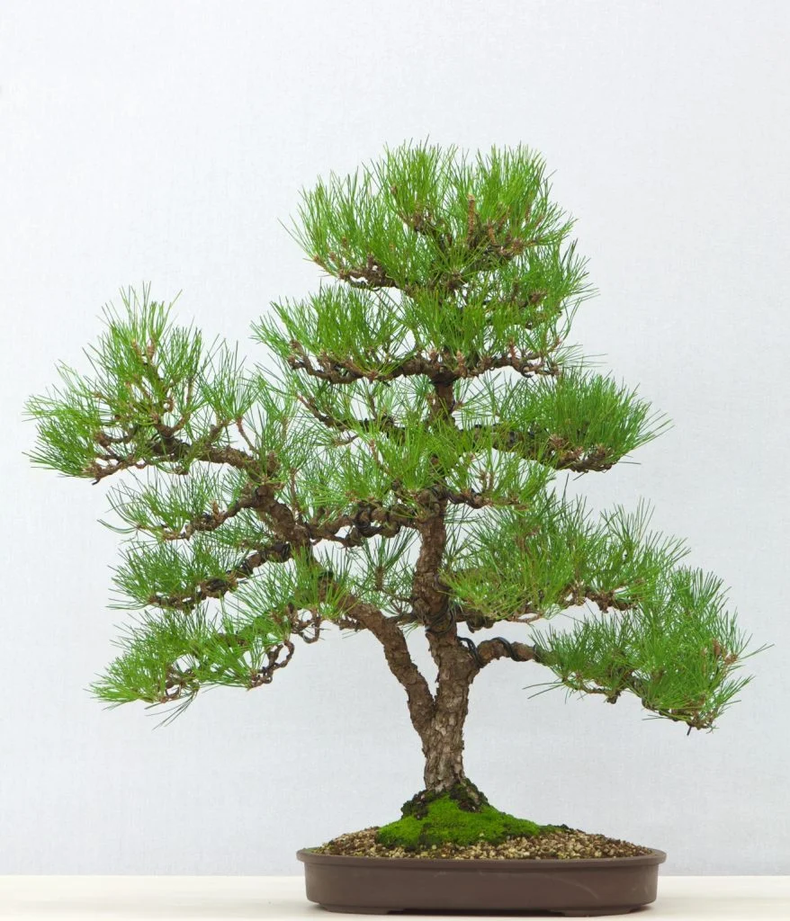 Pine
