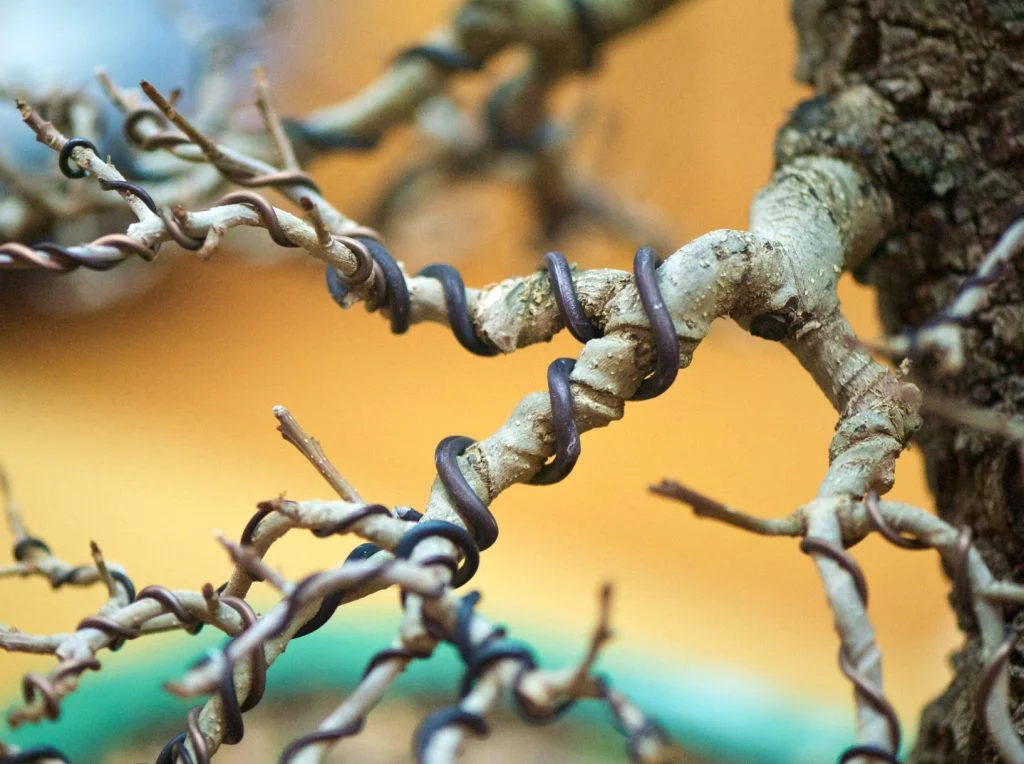 Branch development