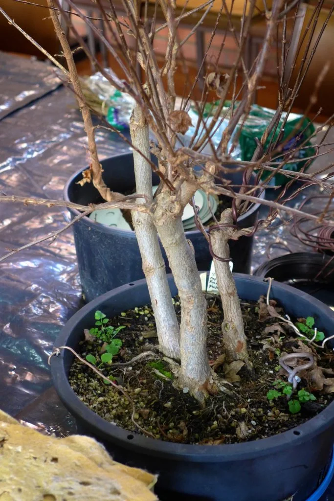 Trident Maple Triple Trunk development.