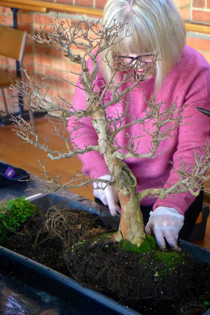 Repotting
