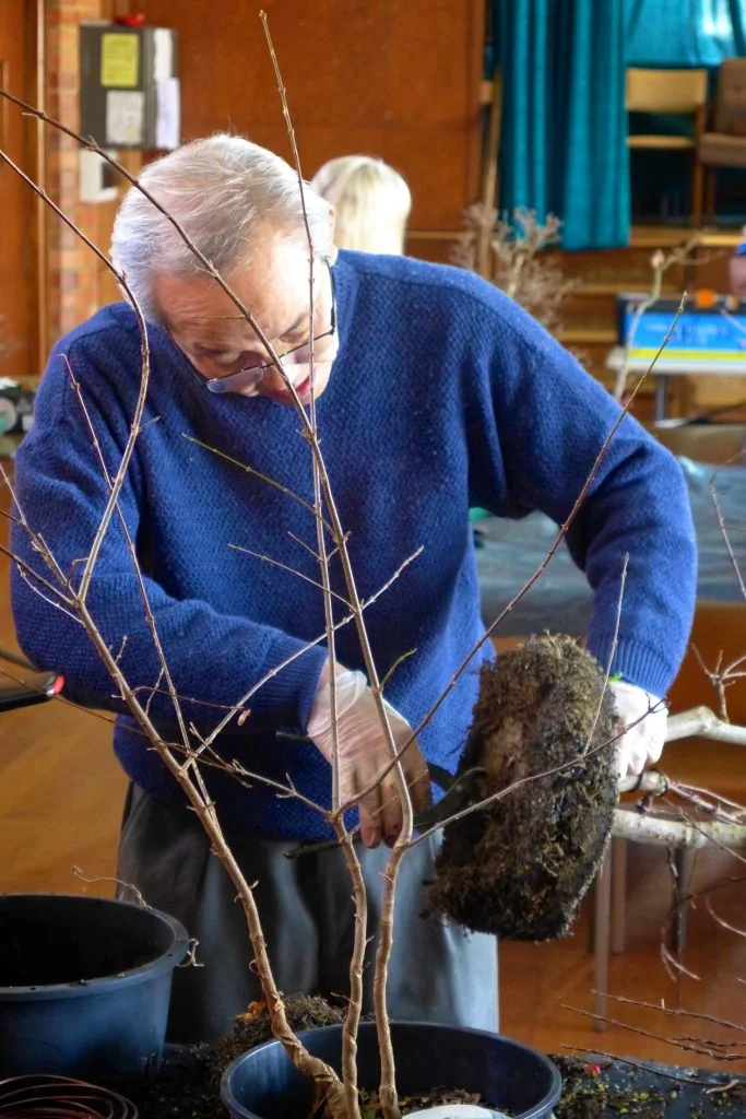 Trident Maple Triple Trunk development - removing the plate