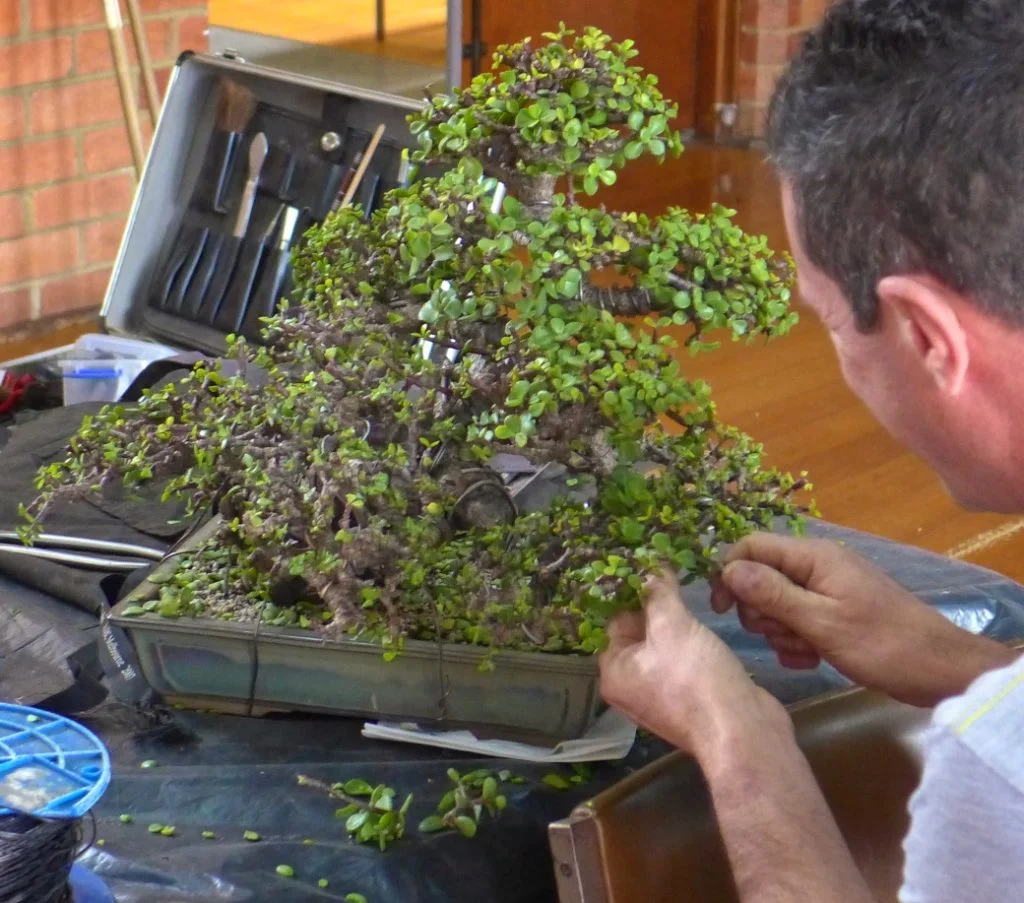 Jade tree having an extensive haircut to encourage finer ramification.