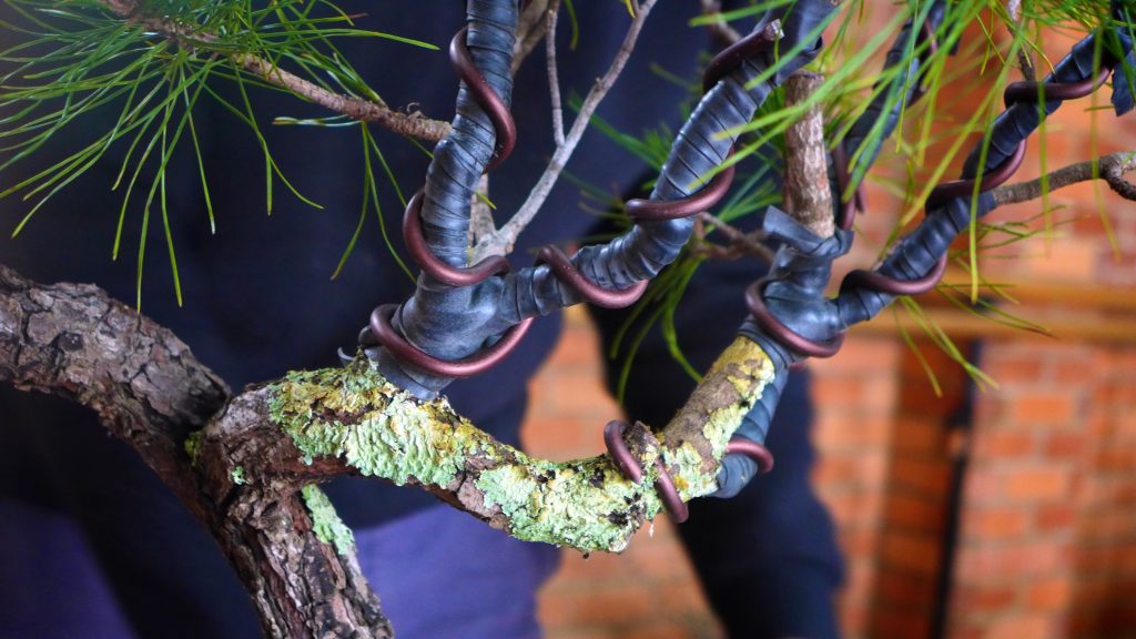 Rubber and wire applied to this Pine prior to bending.