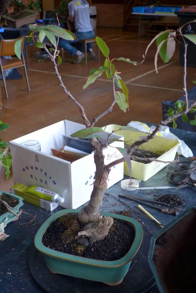 Eucalyptus after a new pot.