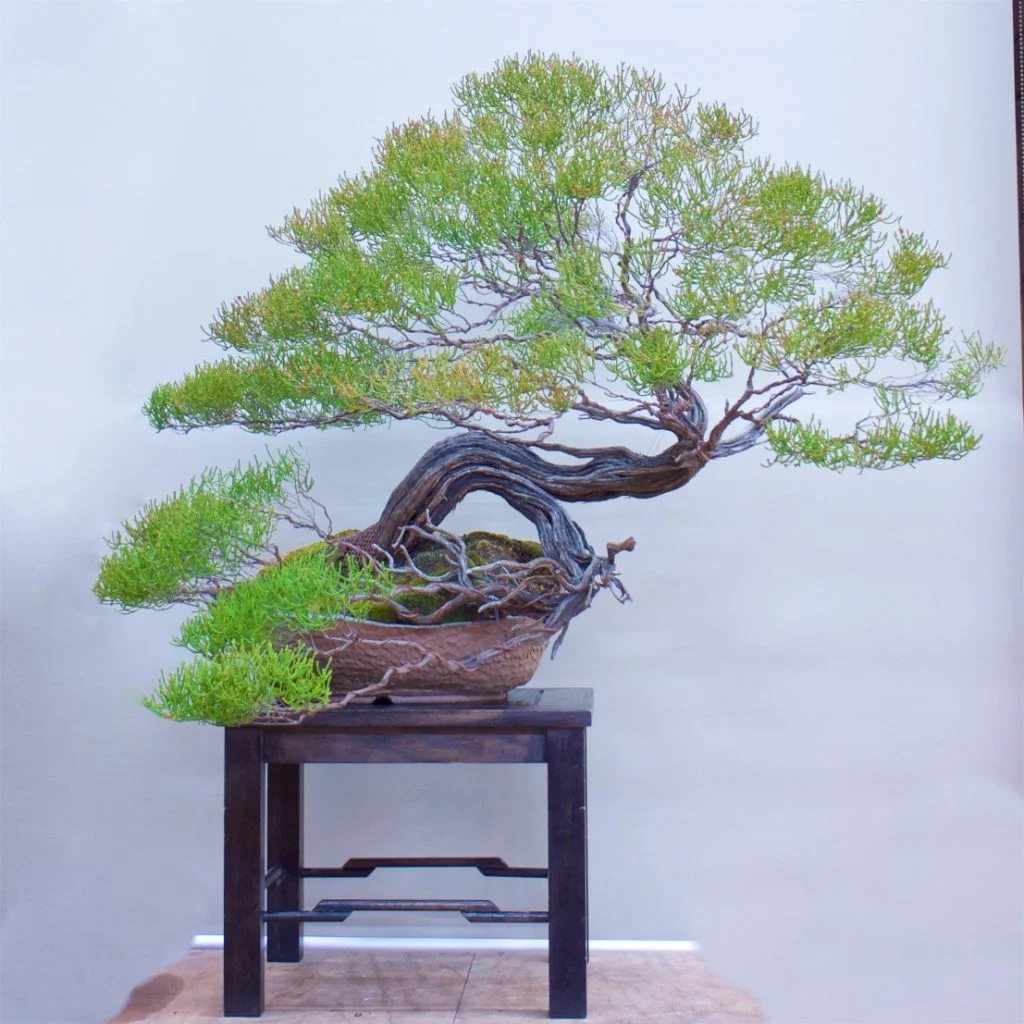 Baeckea brevifolia
