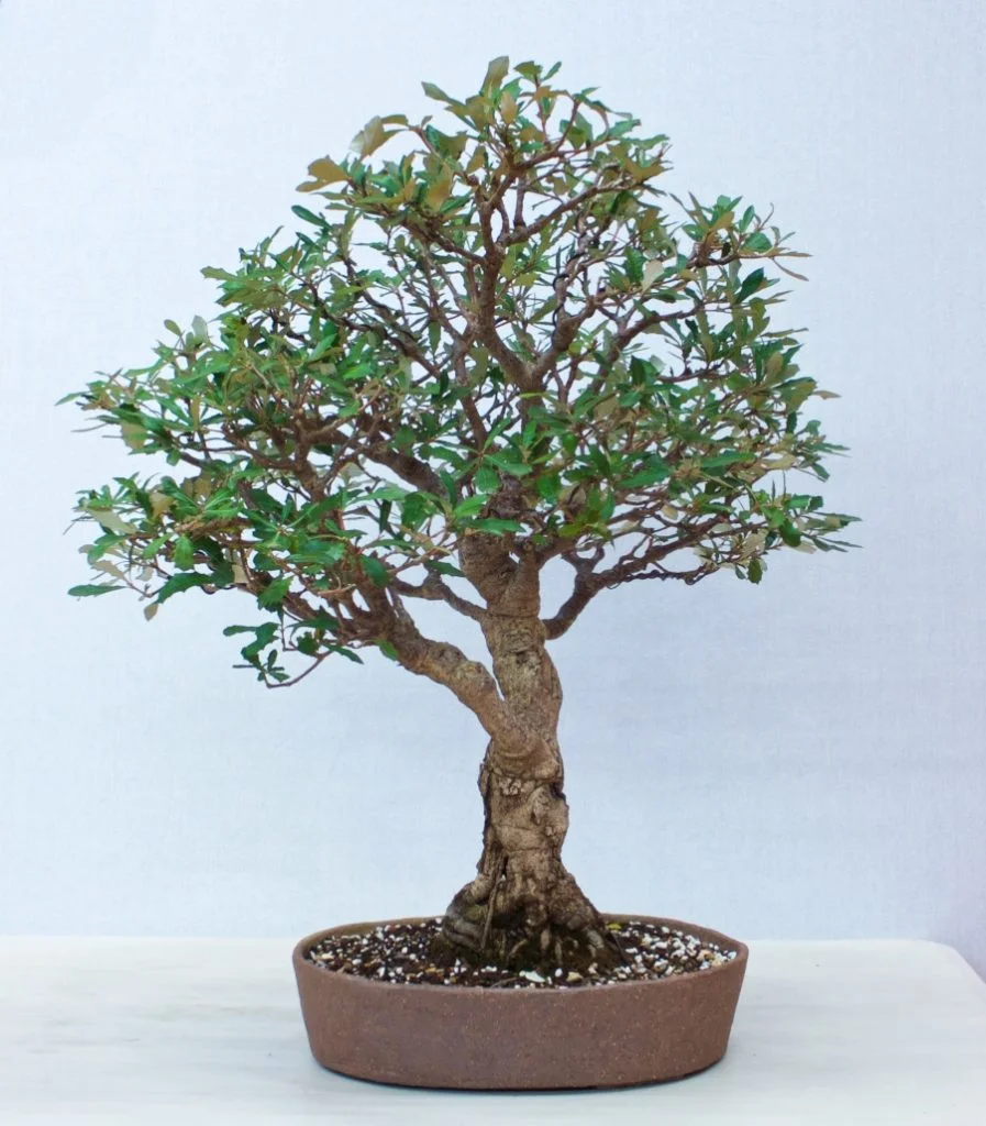 Banksia integrifolia