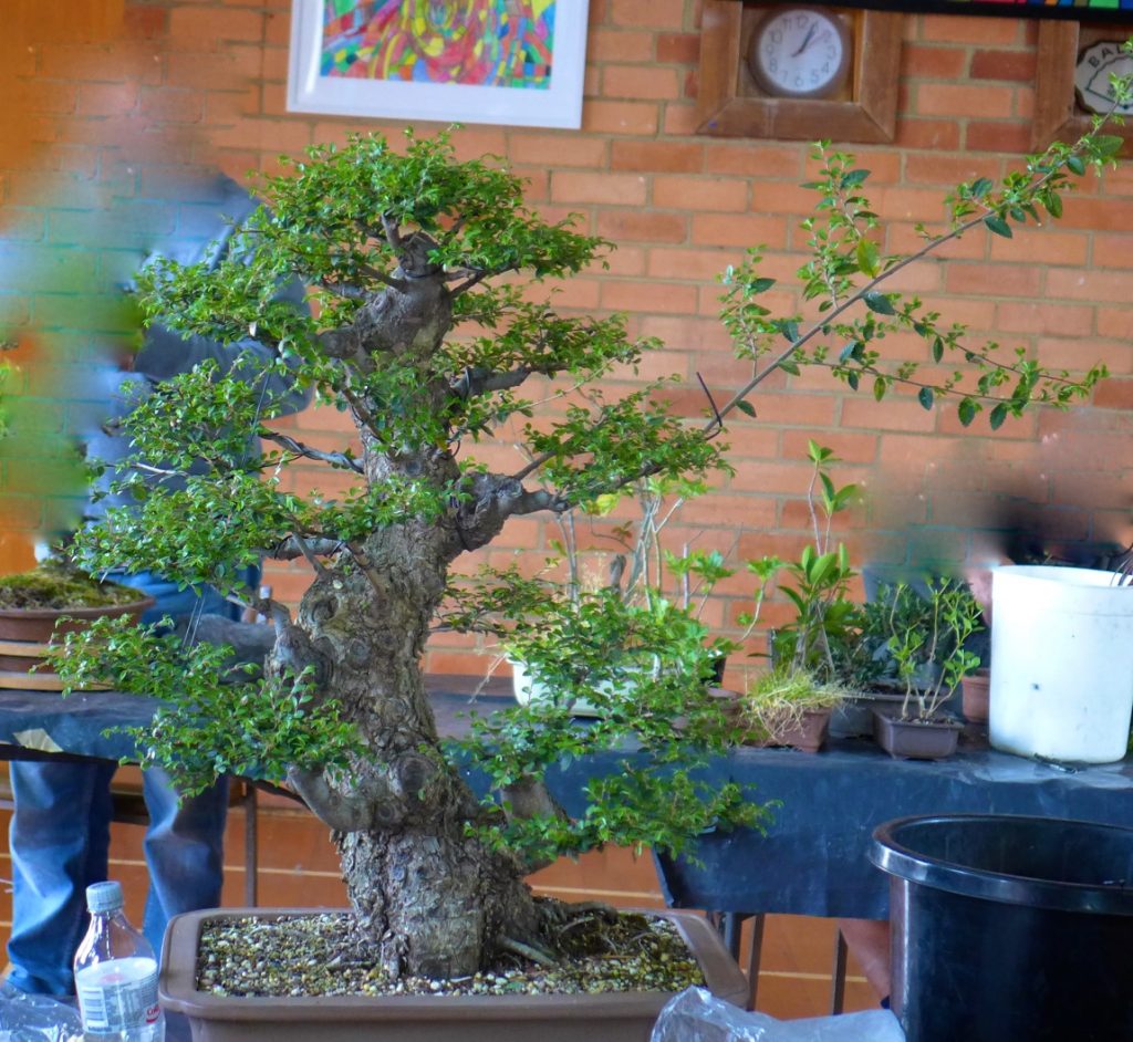 Elm branch development.
