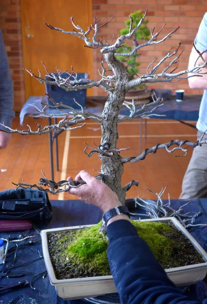Liquidamber styling