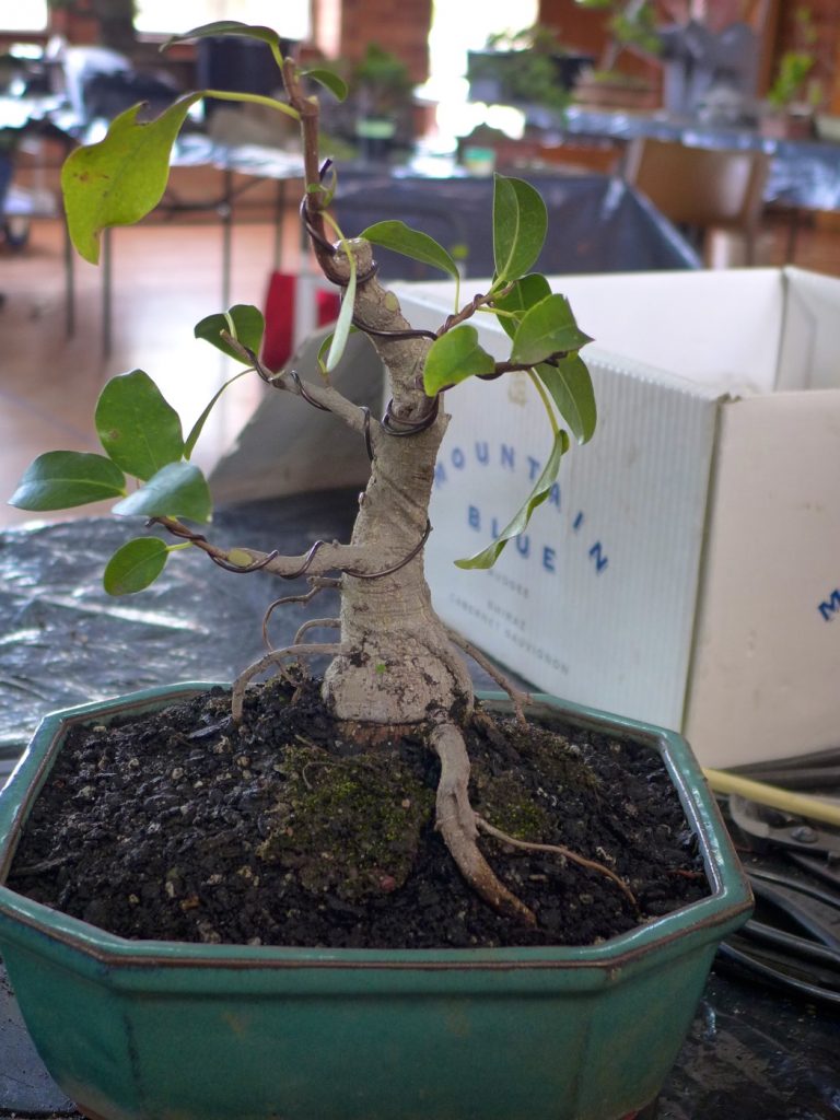 Fig - After repotting and styling adjustment
