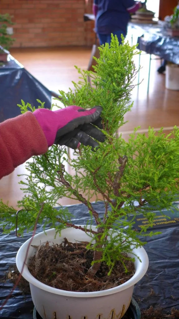 Juniper - after