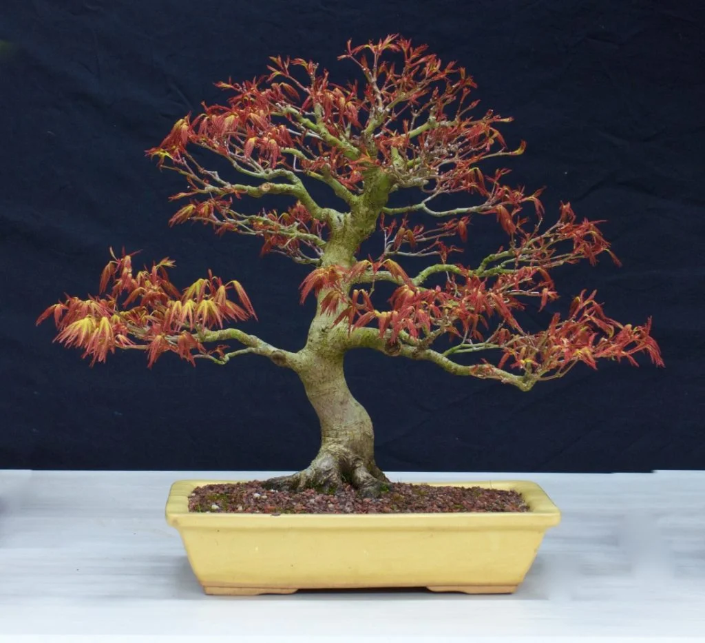 Japanese Maple