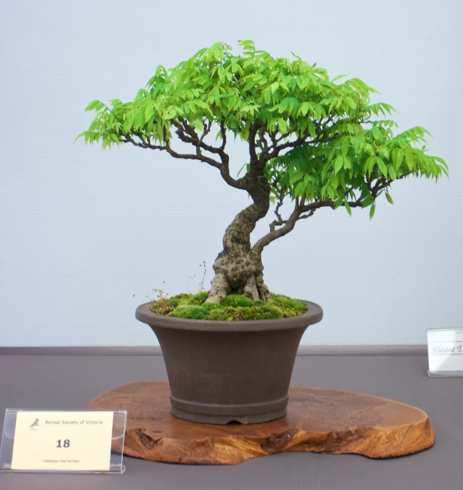 Dwarf Japanese Wisteria