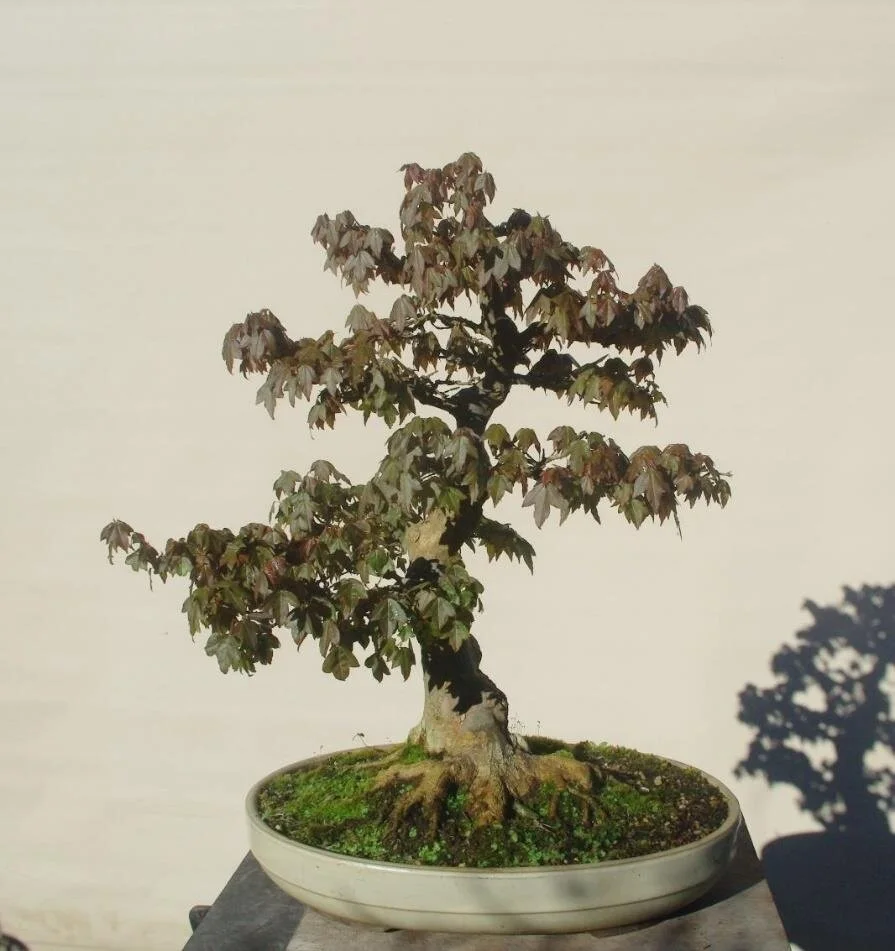 The importance of Nebari in bonsai — Bonsai Society of Victoria
