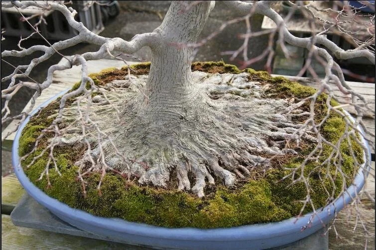 The importance of Nebari in bonsai — Bonsai Society of Victoria