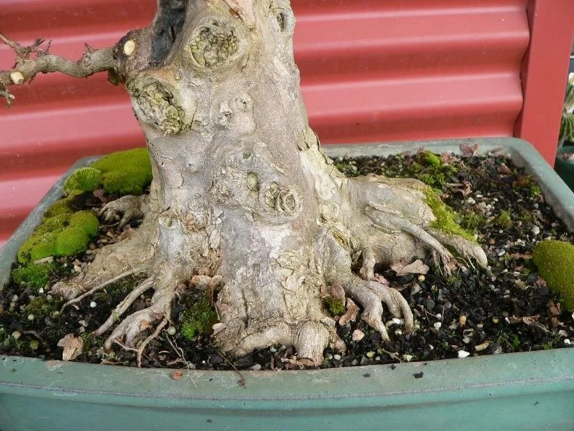 The importance of Nebari in bonsai — Bonsai Society of Victoria