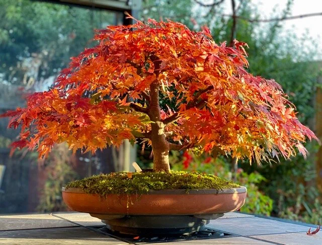 Japanese Maple 25 May 2020.JPG