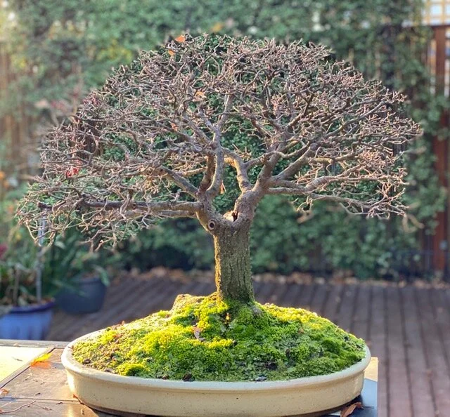 English Elm 28 June 2020.JPG