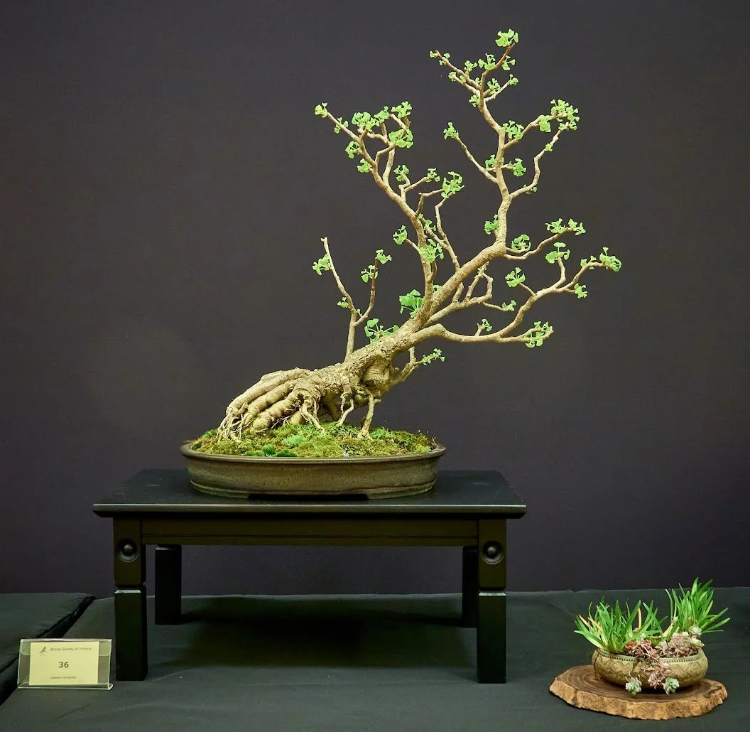 Maidenhair Tree (Ginkgo Biloba) - One of the planet’s oldest species. Approximately 290 million years.