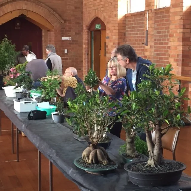 Eucalypts with Kevin Ritchie