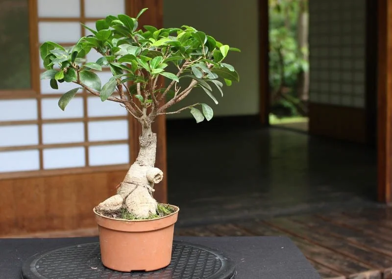 Ficus Bonsai Care Guideline Placement Bonsai Society Of Victoria