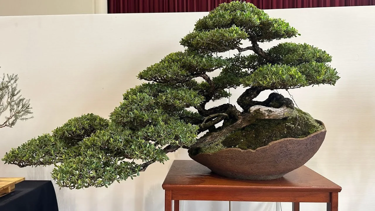 Victorian Native Bonsai Club Exhibition